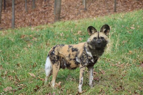 African Painted Dog - Binder Park Zoo