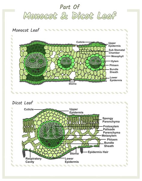 Dicot Leaf