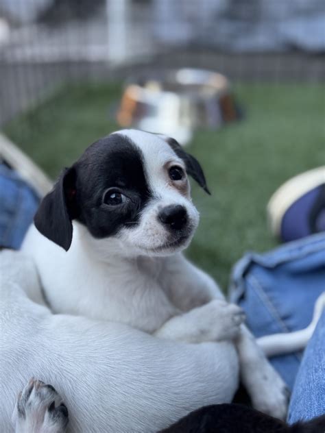 Squire Roland – Motley Zoo Animal Rescue