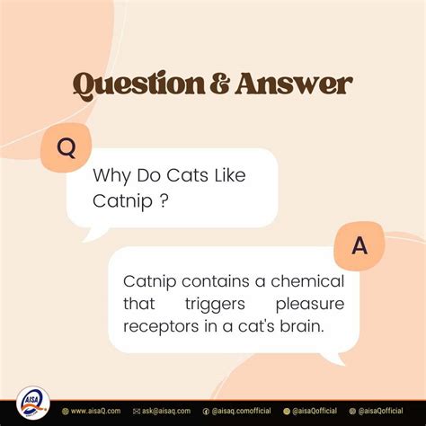 Why Do Cats Like Catnip: The Science Behind Their Obsession - AisaQ.com