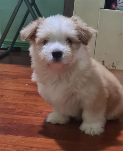 Japanese Spitz Cross Breed Shih Tzu