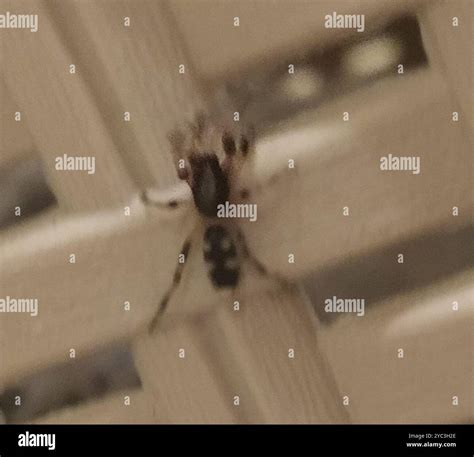 White-tailed Spiders (Lampona) Arachnida Stock Photo - Alamy