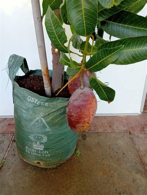 Image result for Dwarf Mango Tree