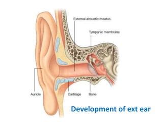 Image result for Ear Embryonic Development