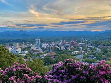 Rhododendron in the Blue Ridge Mountains