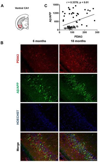 PDIA3 Expression Is Altered in the Limbic Brain Regions of Triple ...