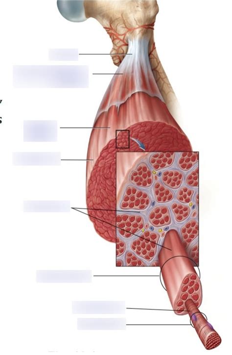 Image result for What Is Muscle Architecture Force Generation