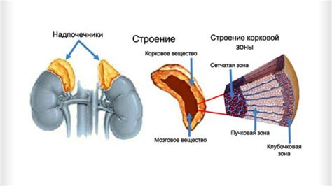 Надпочечники. Строение и функция