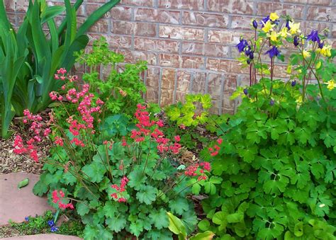 16 spring-flowering perennials for wildlife - Welcome Wildlife