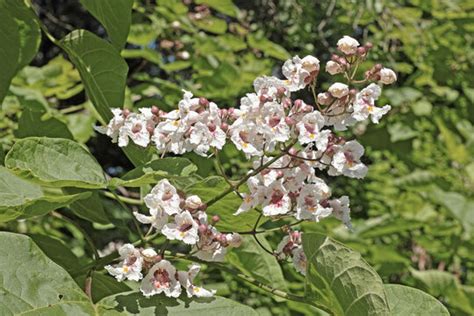 Cigar Tree 的图像结果