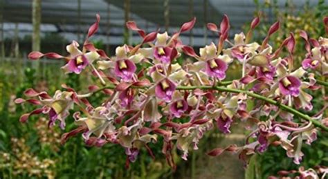 Dendrobium Penang Twist Live Orchid Plant : Amazon.in: Garden & Outdoors