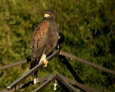 Image result for Bird Addiction Animation