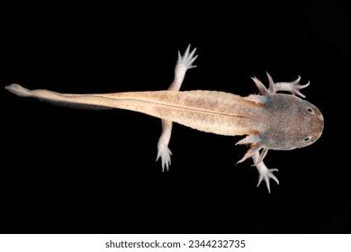 Image result for External