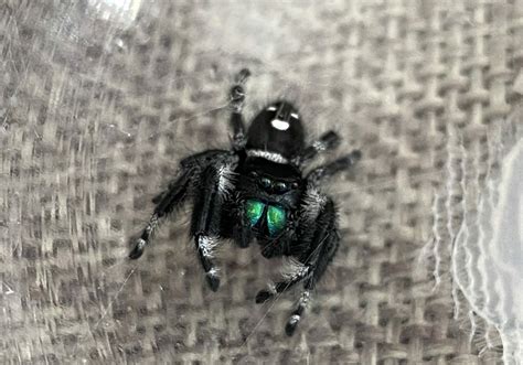 Jumping Spider Bites: Everything You Need to Know | Spiders Web HQ