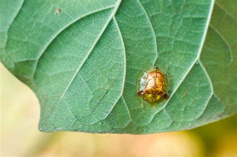 10 Macro Photography Composition Rules (Macro Photography with Raynox ...