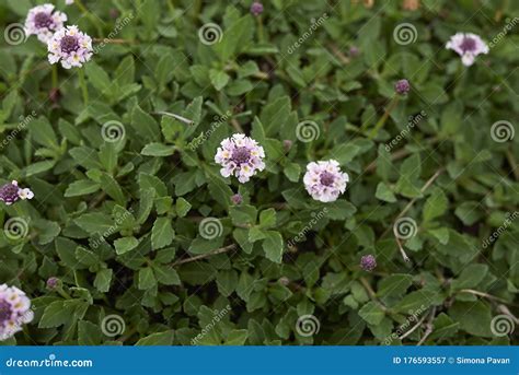 Phyla nodiflora close up stock image. Image of blooming - 176593557