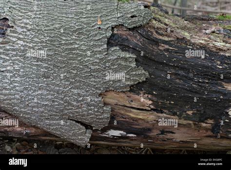 Image result for Tree with Bark Rot