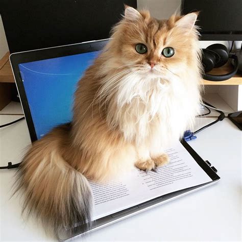 Dictionary JavaScript 的图像结果