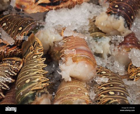 Close-up of fresh lobster tails on sale at Costco Wholesale, a USA big ...