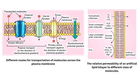 Mechanism Of Nutrient Transport To Plants