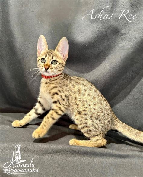 F1, F2, F3, F4, F5 & F6 Savannah Cats for Sale | Contact Now