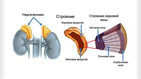 надпочечники расположение и строение