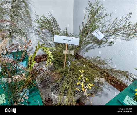CLANWILLIAM, SOUTH AFRICA, AUGUST 28, 2018: A rooibos tea plant at the ...