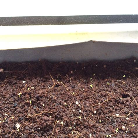 Çuha Çiçeği (Primula sp.) - Page 11 - agaclar.net