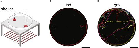 Social modulation of individual preferences in cockroaches: iScience