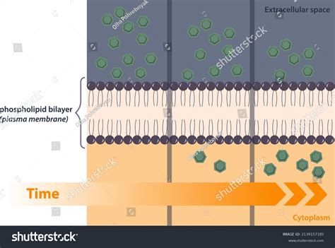 Membrane Transport Mechanism Simple Diffusion Down Stock Vector ...