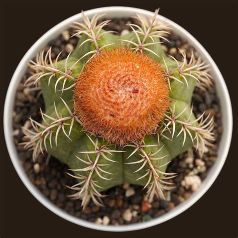 Melocactus Red Cap Rare Cactus Plant – Samarth Cactus Nursery