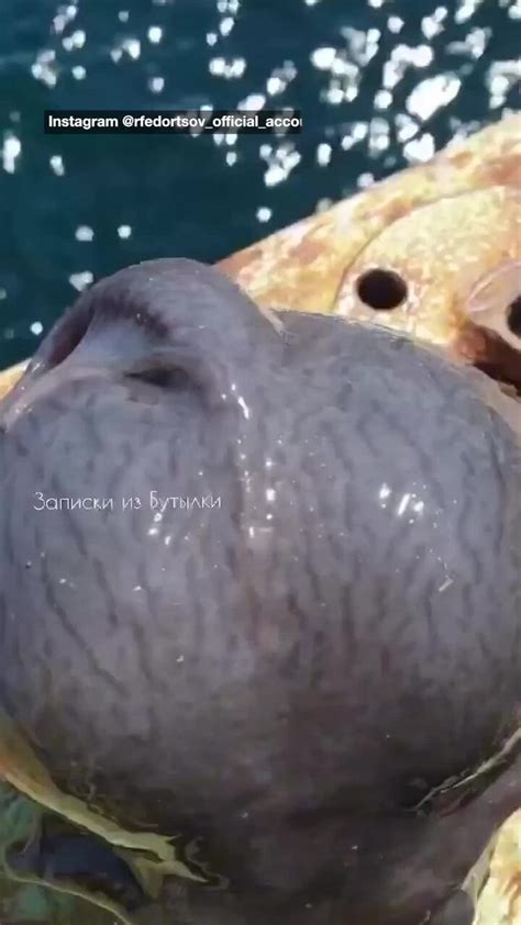 Alien Fish Catching 的图像结果