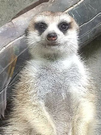 Cincinnati Zoo & Botanical Garden - 2018 What to Know Before You Go ...