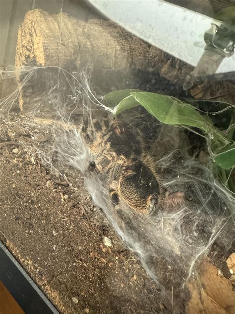 My chaco golden knee appears to be molting, but I have never seen this ...