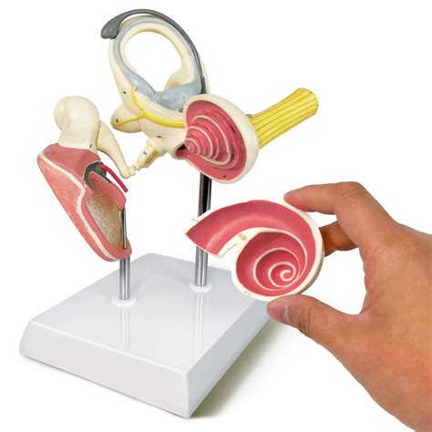 Buy Inner Ear Model Labyrinth Model, Cochlea Semicircular Canal ...