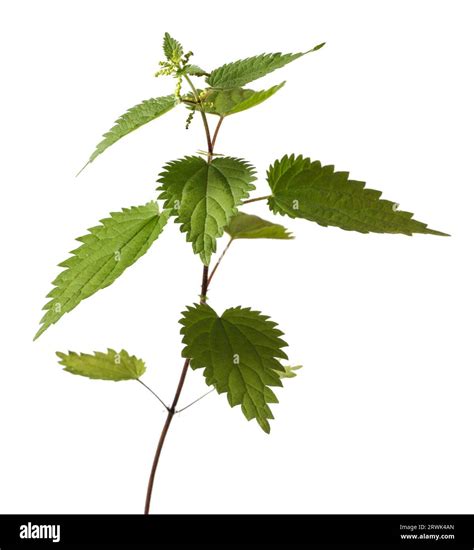 Stinging nettle (Urtica dioica) or common nettle, is a herbaceous ...