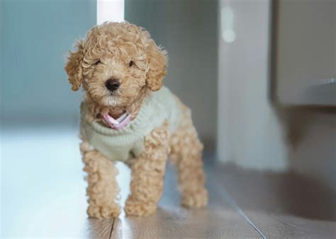 How Big Do Mini Poodles Get? Vet Reviewed Average Weight & Growth Chart ...
