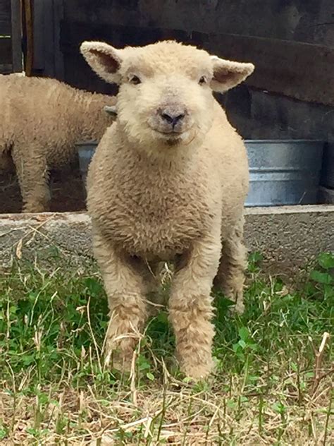Leonardo of Green Acres. Olde English Babydoll Southdown Sheep. # ...