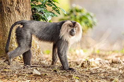 What Are the Most Unique Animals in India?