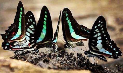 Paniely Poru (Ernakulam) - 2021 What to Know Before You Go (with Photos ...