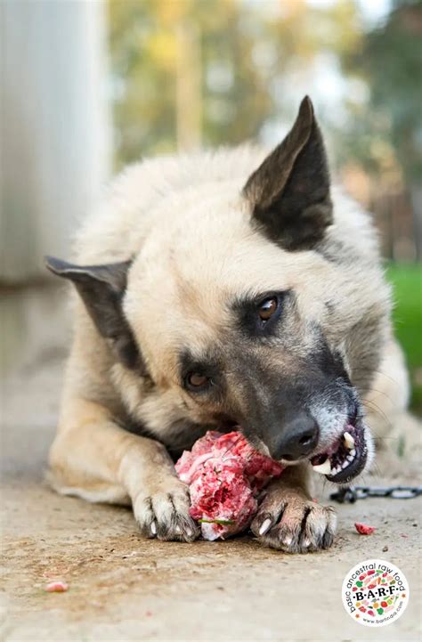 Raw Food for Dogs: Improve Oral Hygiene with Raw Bones