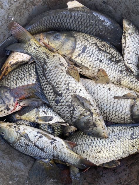 Image result for Alien Adelaide