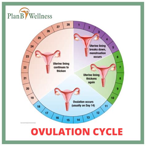 OVULATION CYCLE AND YOUR FERTILITY - Plan B Wellness