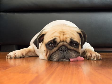 Why is My Dog Licking the Carpet? | Ultimate Pet Nutrition