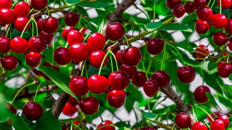 Vastu Planting Fruit Trees: ઘરમાં ફળ આપનાર વૃક્ષ વાવવું શુભ કે અશુભ ...