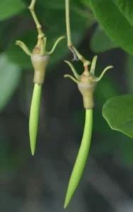Plant Biodiversity Situation in India