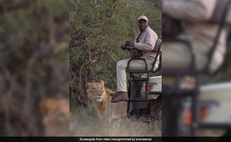 Image result for Terrifying Lion Encounters