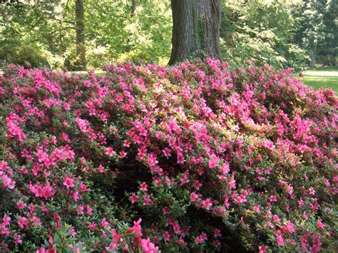 Good Flower Bushes at Summer Mathew blog