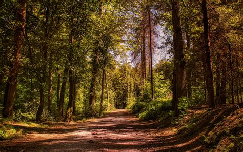 Download wallpaper 2560x1600 road, trees, alley, forest widescreen 16: ...