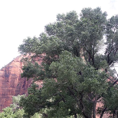 Populus Fremontii Fremont Cottonwood | SiteOne